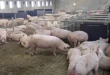 ¿Son auténticos ganaderos los que protestan?