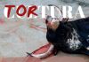 Lorca se tiñe de tristeza: la tauromaquia vuelve a manchar de sangre nuestra tierra