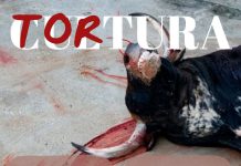 Lorca se tiñe de tristeza: la tauromaquia vuelve a manchar de sangre nuestra tierra