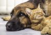 Grave negligencia en la atención a un animal abandonado vuelve a señalar a Esprineco en la Región de Murcia.