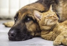 Grave negligencia en la atención a un animal abandonado vuelve a señalar a Esprineco en la Región de Murcia.