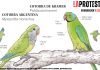 Tiros, torpeza y cotorras: el zoológico en el que se ha convertido la política local