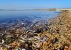 El Mar Menor se muere… y no por casualidad