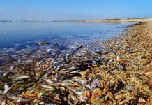 El Mar Menor se muere… y no por casualidad