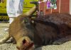 Alcantarilla vuelve a movilizarse contra la tauromaquia tras su polémico regreso en 2024