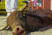 Alcantarilla vuelve a movilizarse contra la tauromaquia tras su polémico regreso en 2024