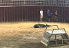 Reprochan la muerte de 2 vaquillas en los festejos taurinos de Benifairó de la Valldigna