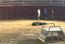 Reprochan la muerte de 2 vaquillas en los festejos taurinos de Benifairó de la Valldigna