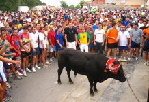 La plataforma antitaurina de la Comunidad Valenciana califica como «anacrónico» el torico de la cuerda de Chiva