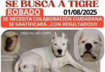 ALERTA: Robo del perro “Tigre” en Alcantarilla (Murcia)