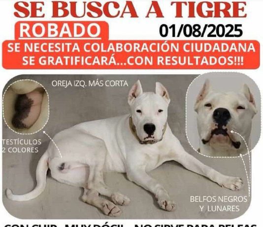 ALERTA: Robo del perro “Tigre” en Alcantarilla (Murcia)