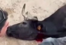 Escándalo en Fortuna: sacrifican presuntamente a una vaquilla enferma durante las fiestas de agosto