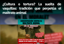 ¿Cultura o tortura? La suelta de vaquillas: tradición que perpetúa el maltrato animal