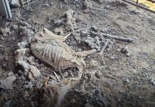 La granja de los horrores en Mula: detenido un ganadero tras encontrar más de 200 animales muertos y decenas en estado crítico