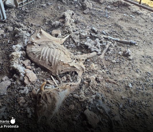 La granja de los horrores en Mula: detenido un ganadero tras encontrar más de 200 animales muertos y decenas en estado crítico