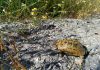 Colectivos ambientales exigen proteger ya a la Tortuga Mora, especie emblemática y amenazada, y alertan del uso populista y partidista de la “oposición al medio ambiente” que en realidad esconde intereses particulares