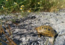 Colectivos ambientales exigen proteger ya a la Tortuga Mora, especie emblemática y amenazada, y alertan del uso populista y partidista de la “oposición al medio ambiente” que en realidad esconde intereses particulares