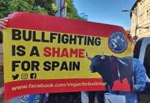 La tauromaquia se desploma en España con un 15% menos de asistencia en la última década, y está actualmente estancada a pesar de las subvenciones, promoción institucional y el Bono Cultural