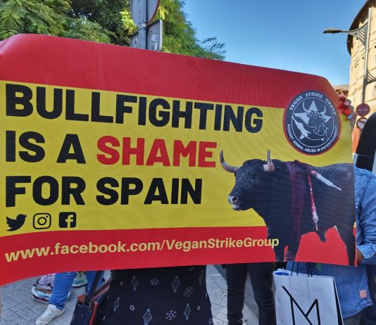 La tauromaquia se desploma en España con un 15% menos de asistencia en la última década, y está actualmente estancada a pesar de las subvenciones, promoción institucional y el Bono Cultural