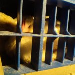 10 pollos se salvan en el último momento a las puertas de un matadero de Algemesí Un ave camino al matadero de Algemesí | València Animal Save