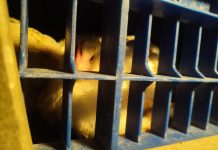 10 pollos se salvan en el último momento a las puertas de un matadero de Algemesí Un ave camino al matadero de Algemesí | València Animal Save