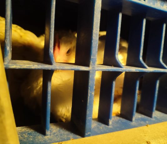 10 pollos se salvan en el último momento a las puertas de un matadero de Algemesí Un ave camino al matadero de Algemesí | València Animal Save