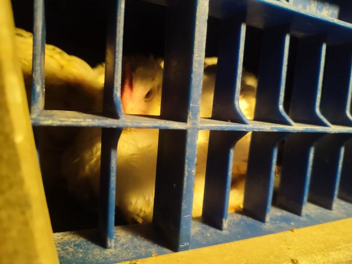 Un ave camino al matadero de Algemesí | València Animal Save Un ave camino al matadero de Algemesí | València Animal Save