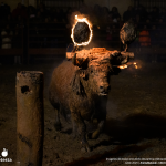 Destapan el calvario del Toro Jubilo de Medinaceli en plena crisis sanitaria, protestas y procesos judiciales abiertos Imágenes del equipo encubierto deurante la celebración del Toro de Jubilo 2025 | AnimaNaturali - CAS Internacional