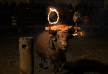 Destapan el calvario del Toro Jubilo de Medinaceli en plena crisis sanitaria, protestas y procesos judiciales abiertos Imágenes del equipo encubierto deurante la celebración del Toro de Jubilo 2025 | AnimaNaturali - CAS Internacional