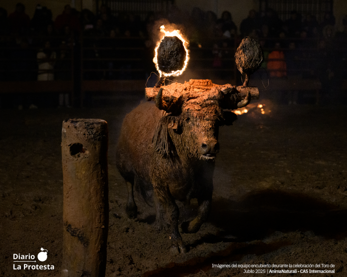 Imágenes del equipo encubierto deurante la celebración del Toro de Jubilo 2025 | AnimaNaturali - CAS Internacional Imágenes del equipo encubierto deurante la celebración del Toro de Jubilo 2025 | AnimaNaturali - CAS Internacional