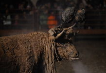Más de 250 personas protestan bajo la lluvia en Medinaceli para exigir la suspensión del Toro Jubilo Celebración del Toro de Jubilo 2025 en Medinaceli (Soria) | AnimaNauralis