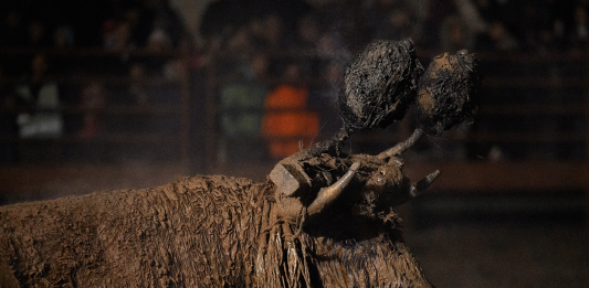 Celebración del Toro de Jubilo 2025 en Medinaceli (Soria) | AnimaNauralis