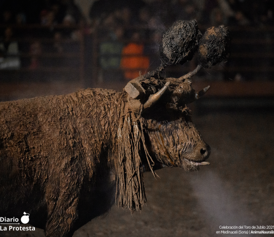 Más de 250 personas protestan bajo la lluvia en Medinaceli para exigir la suspensión del Toro Jubilo Celebración del Toro de Jubilo 2025 en Medinaceli (Soria) | AnimaNauralis