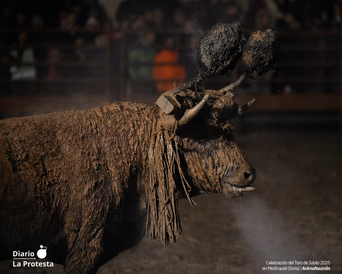 Celebración del Toro de Jubilo 2025 en Medinaceli (Soria) | AnimaNauralis Celebración del Toro de Jubilo 2025 en Medinaceli (Soria) | AnimaNauralis