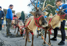 La Plataforma Defensa Animal carga contra el Alcalde de Ourense por su uso de animales en cabalgatas infantiles Renos empleados en una cabalgata navideña | Plataforma Defensa Animal