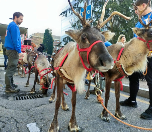 La Plataforma Defensa Animal carga contra el Alcalde de Ourense por su uso de animales en cabalgatas infantiles Renos empleados en una cabalgata navideña | Plataforma Defensa Animal