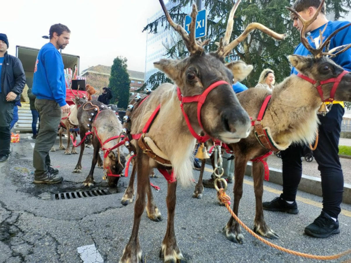 Renos empleados en una cabalgata navideña | Plataforma Defensa Animal