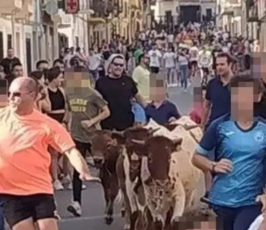 Sanción al Ayuntamiento de Castellar tras denunciar el Partido Animalista la celebración de una bueyada infantil ilegal bueyada infantil Castellar | PACMA.