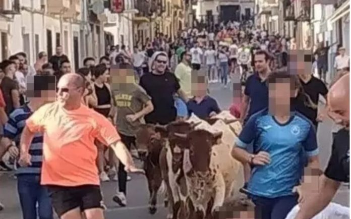 bueyada infantil Castellar | PACMA.