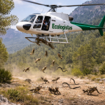 Felicitan al Gobierno Regional de López Miras por aprobar los 54 Planes de Fauna pendientes Imagen de archivo de la tradicional suelta de sapos y culebras | EeA