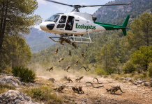 Felicitan al Gobierno Regional de López Miras por aprobar los 54 Planes de Fauna pendientes Imagen de archivo de la tradicional suelta de sapos y culebras | EeA