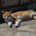 ANIMUR convoca una concentración para exigir al Ayuntamiento de cartagena que cumpla la ley y asuma sus responsabilidades en materia de protección animal Fotografía de un gato callejero | Public Domain Pictures