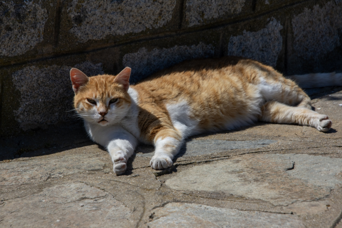 Fotografía de un gato callejero | Public Domain Pictures Fotografía de un gato callejero | Public Domain Pictures