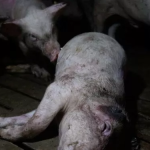 La “industria del holocausto animal”: 500 euros por cada cerdo muerto Cerdo de macrogranja industrial no se puede sostener en pie debido al hacinamiento | Igualdad Animal