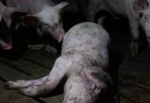 La “industria del holocausto animal”: 500 euros por cada cerdo muerto Cerdo de macrogranja industrial no se puede sostener en pie debido al hacinamiento | Igualdad Animal