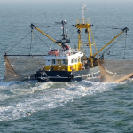 Rebeldes Indignadas denuncian que la “Europa verde” y el Gobierno español entregan el Mediterráneo al lobby pesquero Foto: Holland PhotoStockNL. BirdLife Internacional