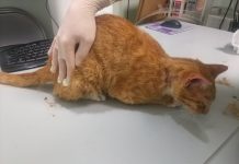 Sale de prisión un maltratador de animales 10 meses después de ingresar por una denuncia de PACMA Gato apaleado momentos antes de la eutanasia | PACMA.