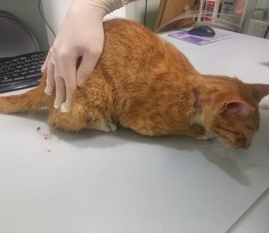 Sale de prisión un maltratador de animales 10 meses después de ingresar por una denuncia de PACMA Gato apaleado momentos antes de la eutanasia | PACMA.