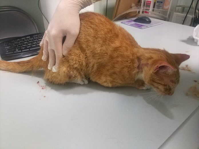 Gato apaleado momentos antes de la eutanasia | PACMA. Gato apaleado momentos antes de la eutanasia | PACMA.