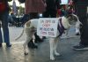 IU-Verdes llama a movilizarse el 1F contra la caza con perros en Murcia y Cartagena y denuncia el uso de dinero público para sostener los cotos de una oligarquía de terratenientes Una perrita portando un cartel que expone que “Un cepo de caza me dejó sin pata” Movilización de la NAC en 2025 en Murcia | Dominic D. Skerrett